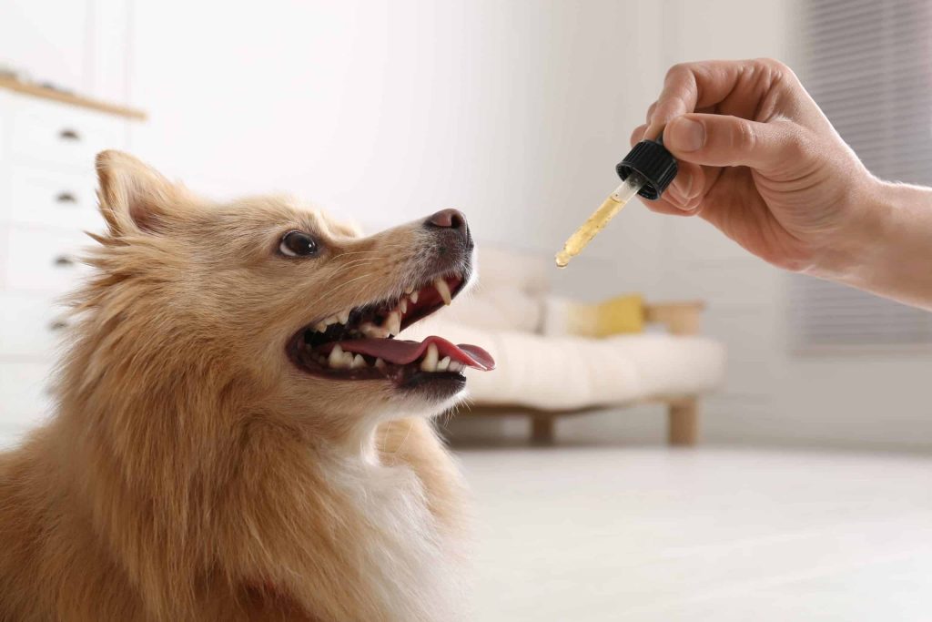 Your Guide to Buy Hemp Oil For Dogs in Canada