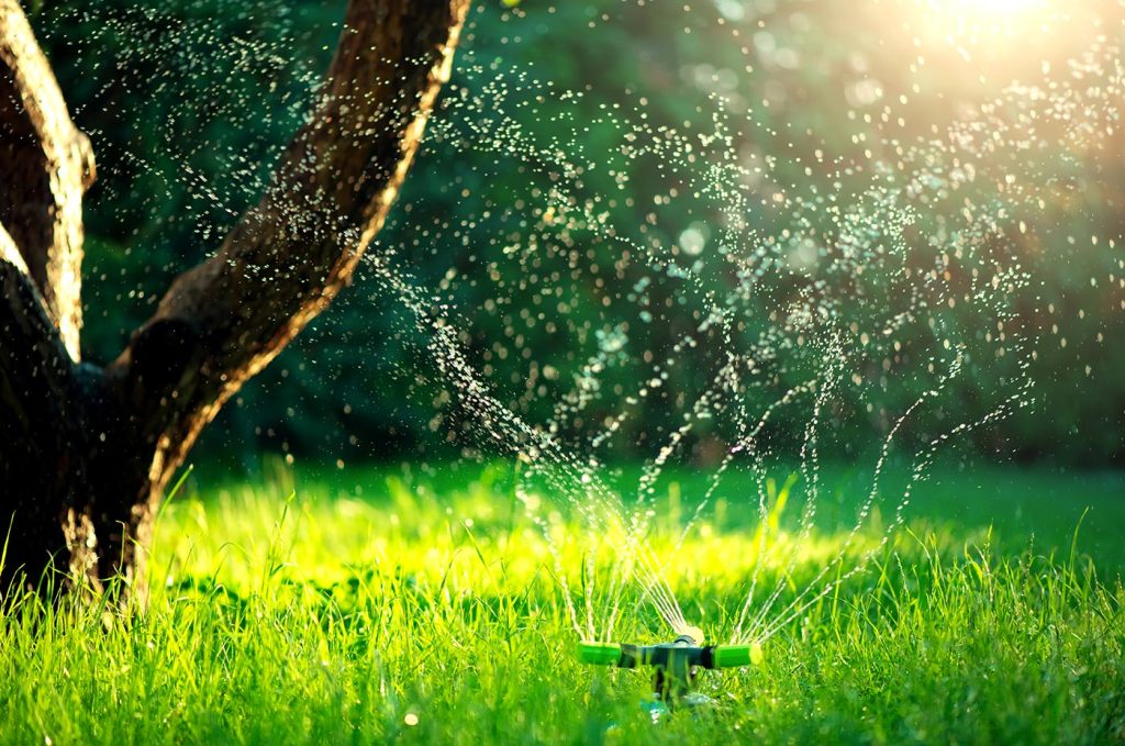 Discover Buche Ace Hardware’s Top Lawn Care Essentials for a Vibrant Yard